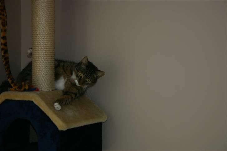 Huskat Fenja - se miiiig...! billede 6