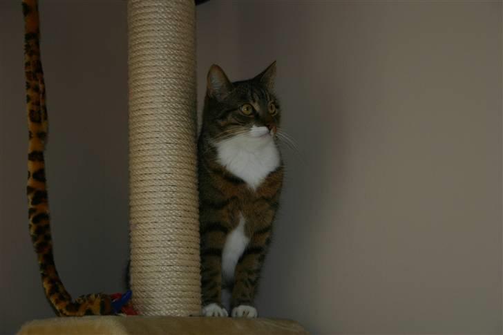 Huskat Fenja - Står model igen<3 elsker hende billede 7