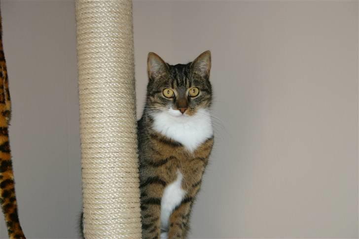 Huskat Fenja - Igen<3 FARVEL......:-) billede 8