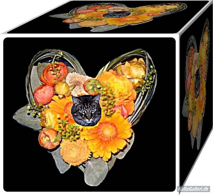 Maine Coon Digger    R:I:P: billede 14