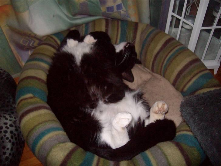 Blanding af racer fie - skønt med en lur billede 10