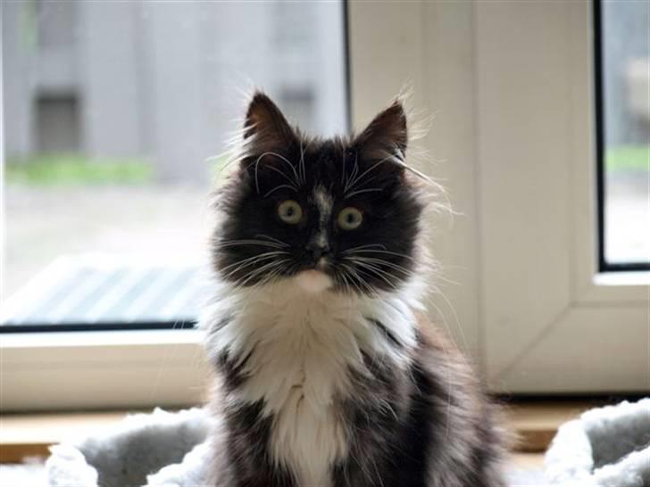 Norsk Skovkat Zafira - Zafira :)  billede 1