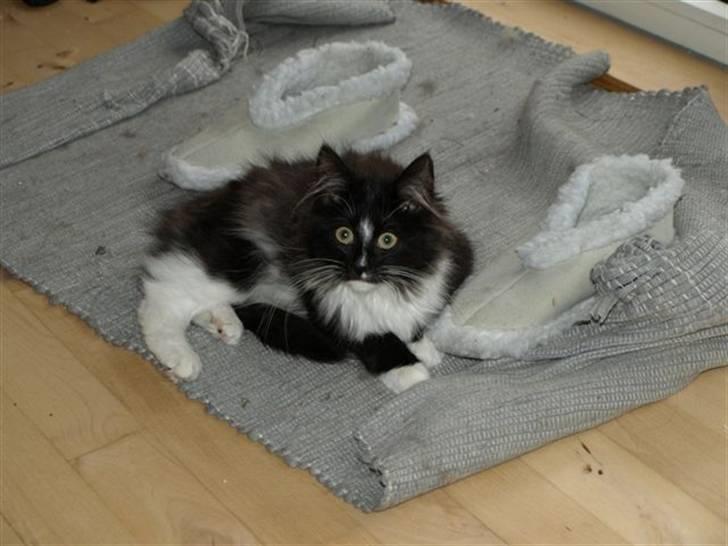 Norsk Skovkat Zafira billede 2