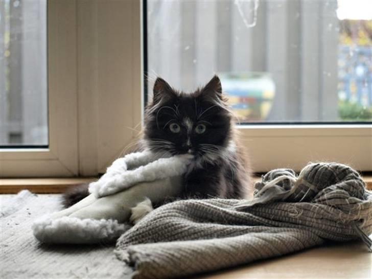 Norsk Skovkat Zafira - leger med en sutsko... billede 3