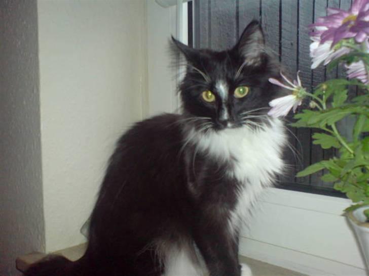 Norsk Skovkat Zafira - tjekker lige om der er fugle i haven  billede 4