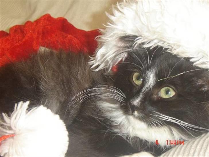 Norsk Skovkat Zafira - så er nisse huen fundet  billede 5