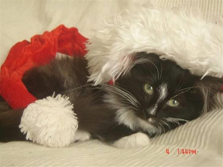 Norsk Skovkat Zafira billede 6