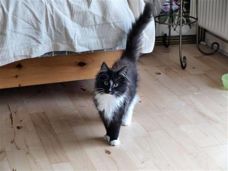 Norsk Skovkat Zafira billede 7