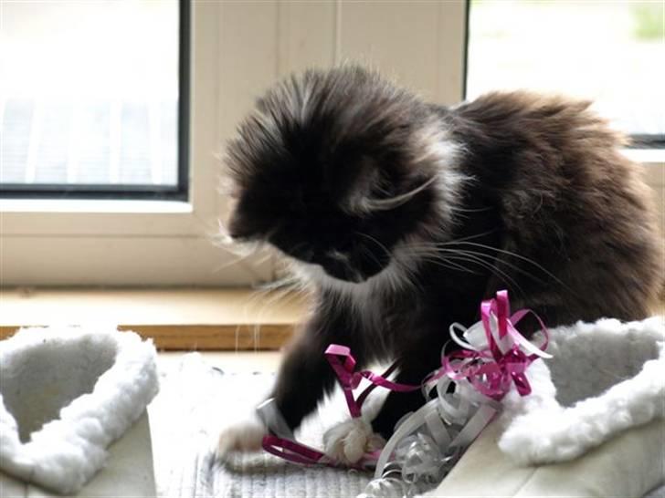 Norsk Skovkat Zafira - noget at lege med billede 8