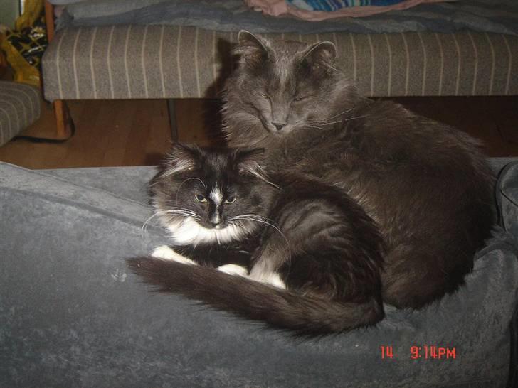 Norsk Skovkat Zafira - tager en lur med Baloo billede 9