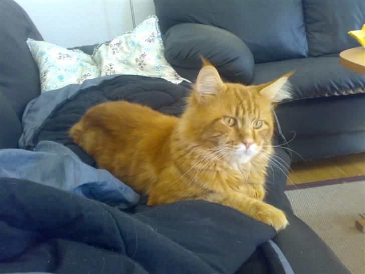 Maine Coon Gus - Gus der slænger sig på sofaen billede 1