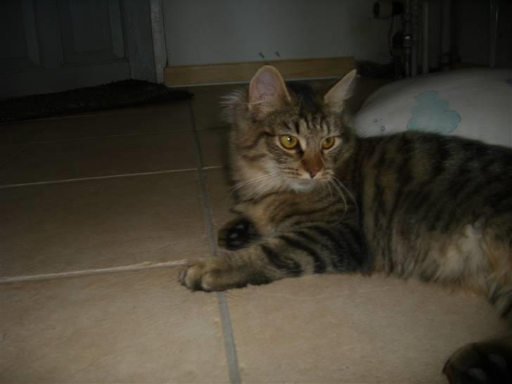 Blanding af racer My - Heej(: jeg er ved at blive stor(: ( Ca. 6 mdr(:) billede 10