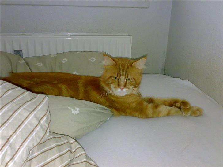 Maine Coon Gus - Gus hygger i mors seng billede 2