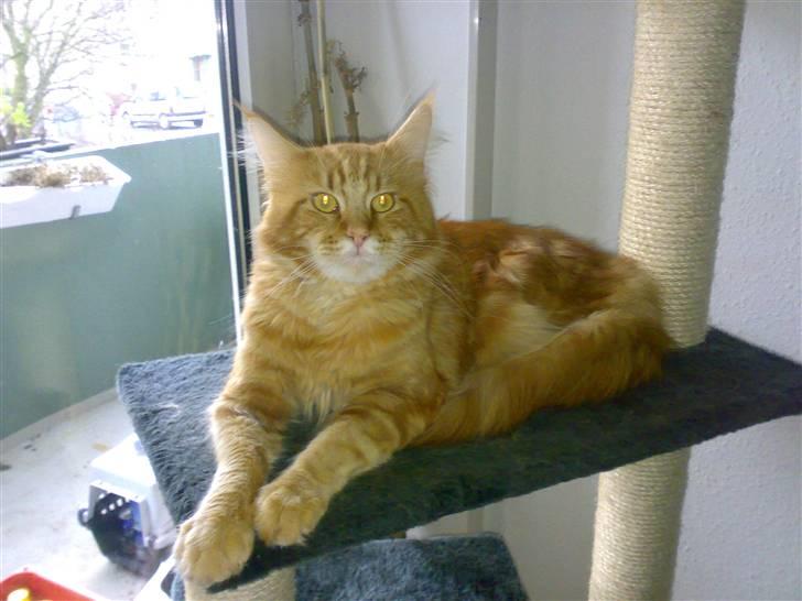 Maine Coon Gus - Store majestæt! billede 3