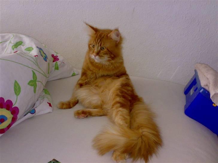 Maine Coon Gus - Sidder lige her....  billede 4