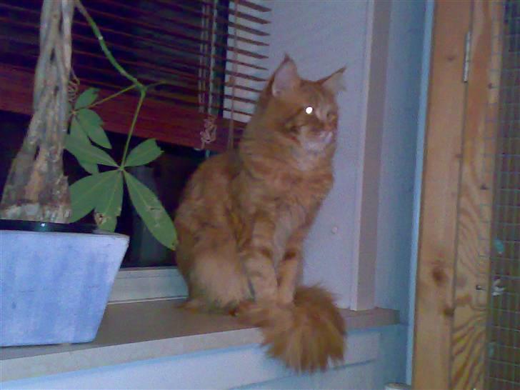 Maine Coon Gus - Smukke Gus billede 5