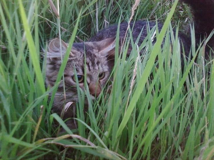 Blanding af racer My - hihi(: sjovt billede i græsset´(: billede 11