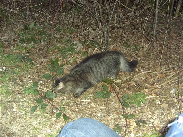 Blanding af racer bølle billede 18