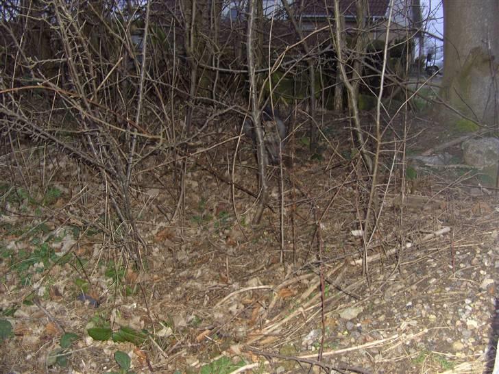 Blanding af racer bølle billede 19