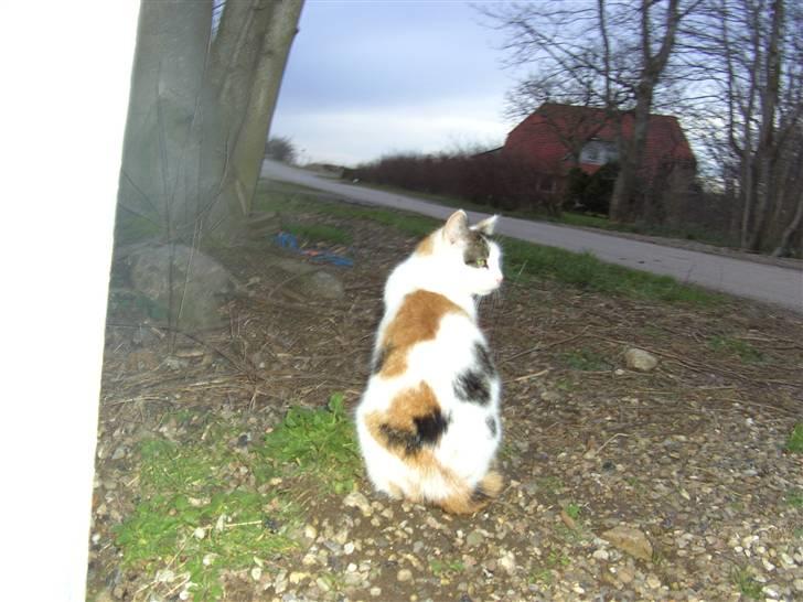 Huskat shelly billede 12