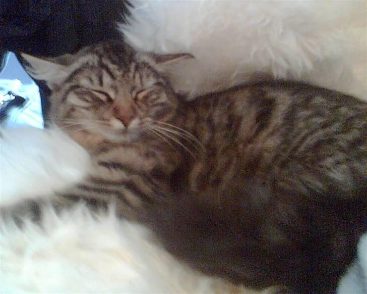 Blanding af racer My - Hihi(: de sjove øre(: billede 12