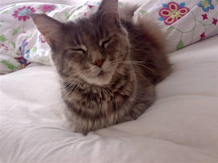 Maine Coon Taylor - Taylor missen hygger i sengen billede 1