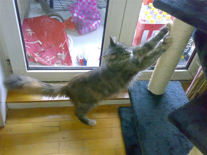 Maine Coon Taylor - Uhhhh Ahhhh der er ikke noget bedre end at strække sig og hvæsse sine klør på en gang billede 2