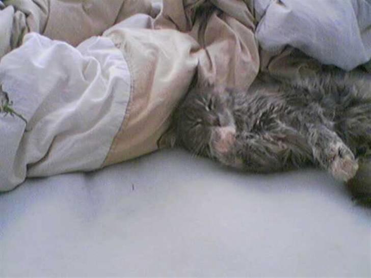 Maine Coon Taylor billede 4