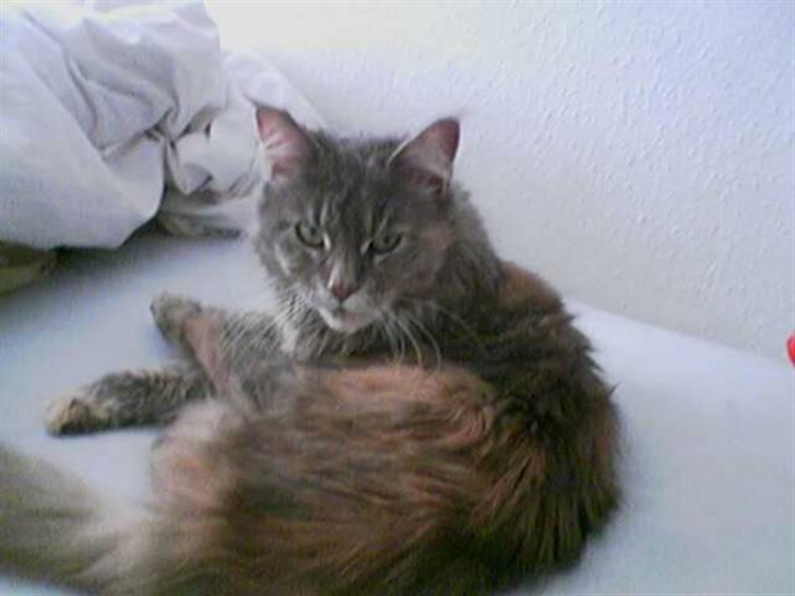 Maine Coon Taylor billede 5
