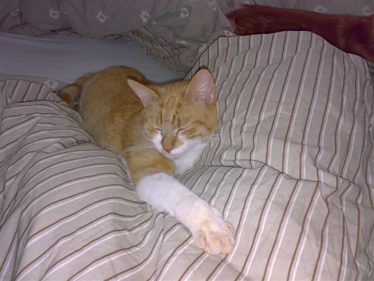 Huskat Musen billede 1