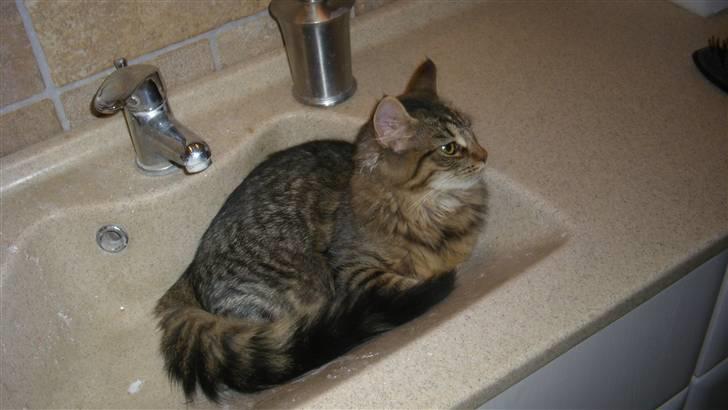 Blanding af racer My - ÅÅh, hvor er her dejligt her i håndvasken(: billede 13