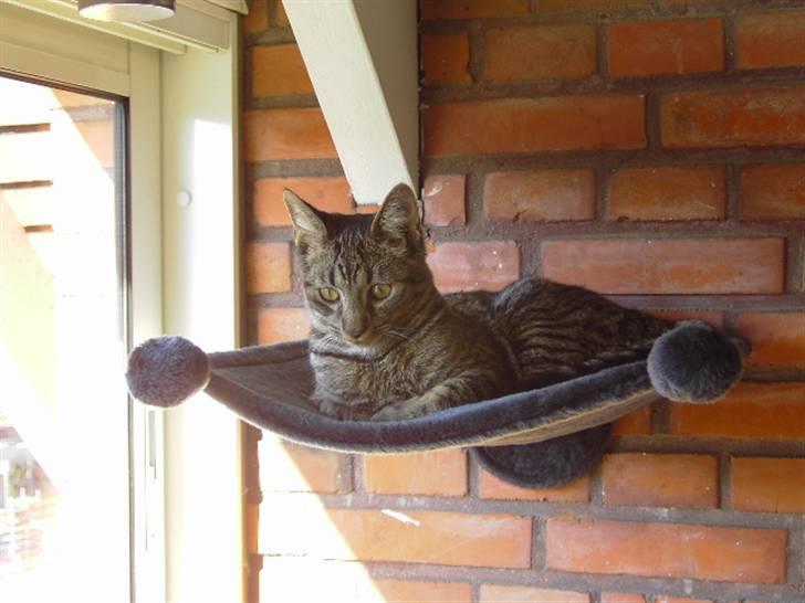 Huskat Fonzie - Se min nye udkigspost på altanen, er den ik´ fin?! billede 15