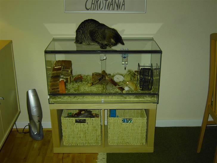 Huskat Fonzie - Jeg ville så gerne lege med dem...  billede 16