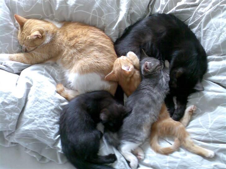 Huskat Musen billede 2