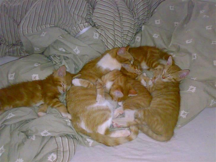 Huskat Musen billede 3