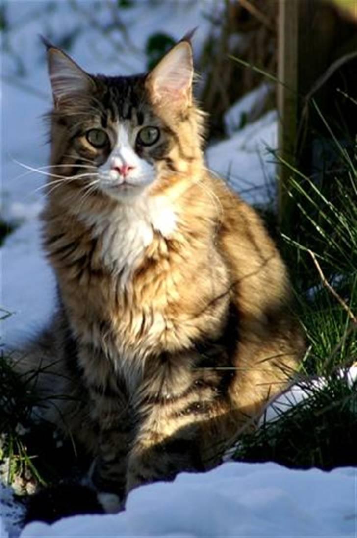 Maine Coon BraveHeart billede 1