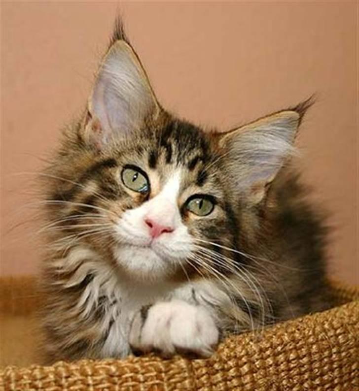 Maine Coon BraveHeart billede 2