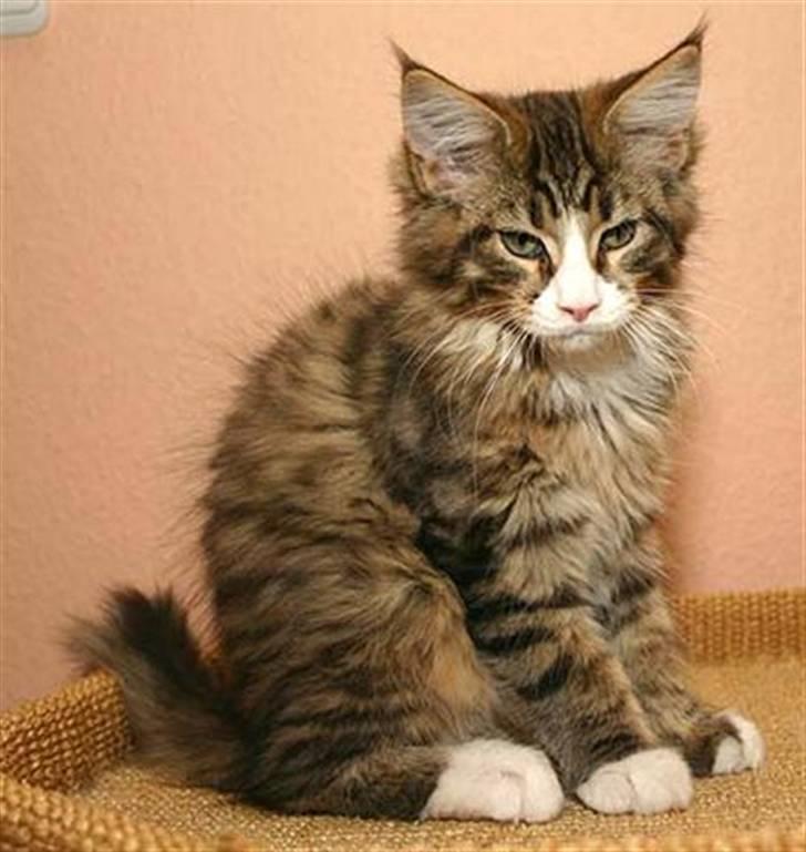 Maine Coon BraveHeart billede 3