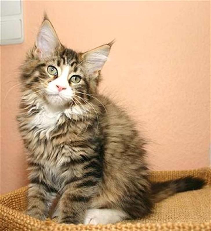 Maine Coon BraveHeart billede 4