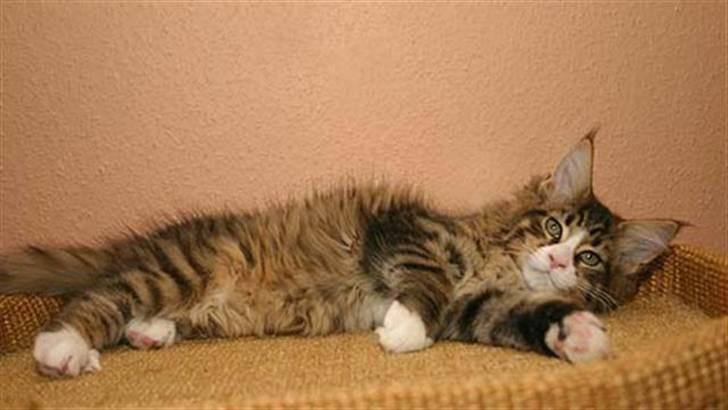 Maine Coon BraveHeart billede 5