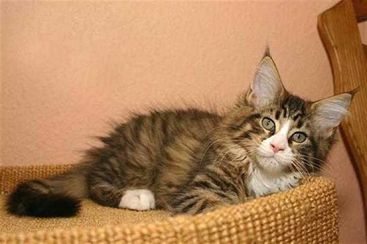 Maine Coon BraveHeart billede 6