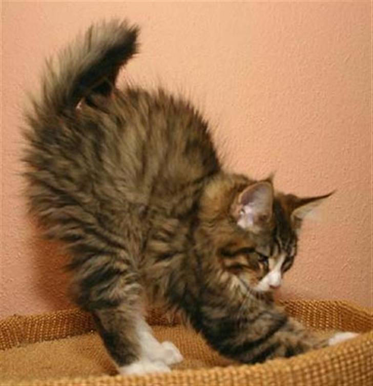 Maine Coon BraveHeart billede 7