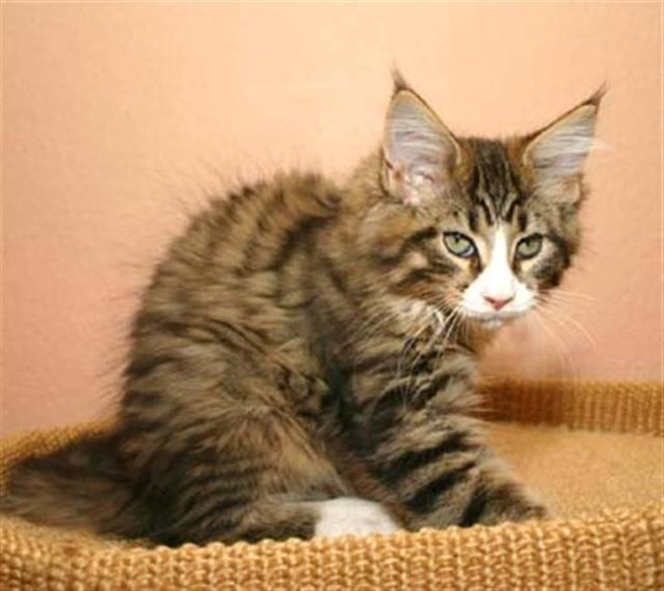 Maine Coon BraveHeart billede 8