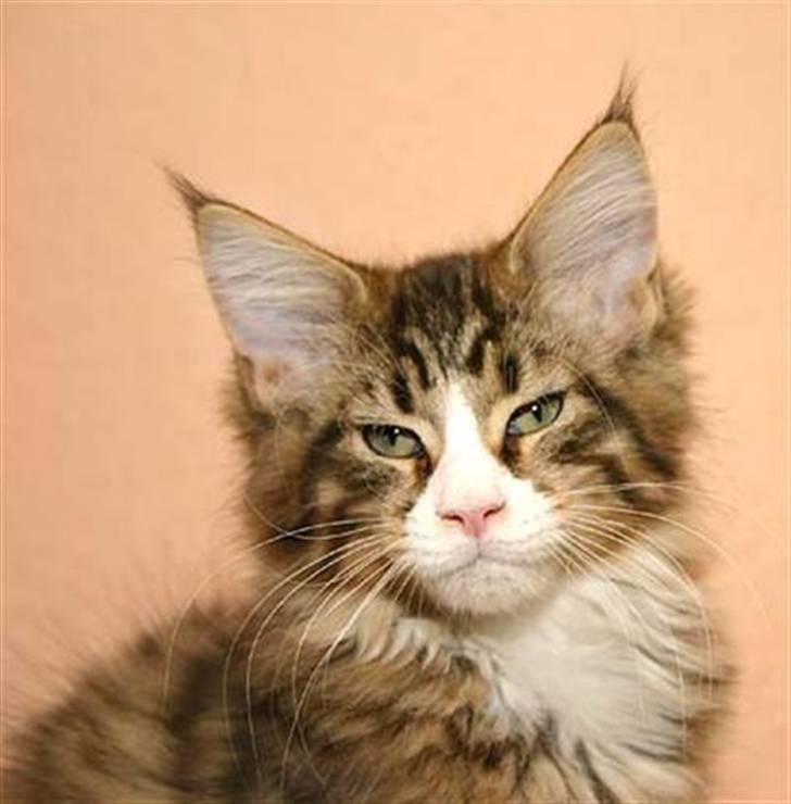 Maine Coon BraveHeart billede 9