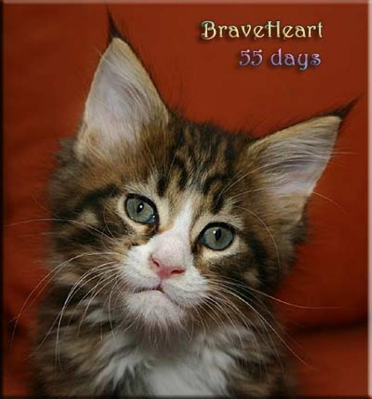 Maine Coon BraveHeart billede 11