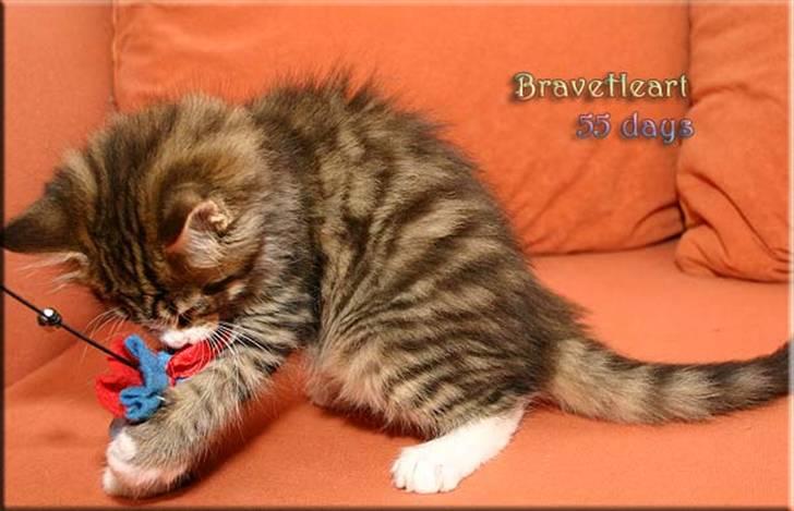 Maine Coon BraveHeart billede 12