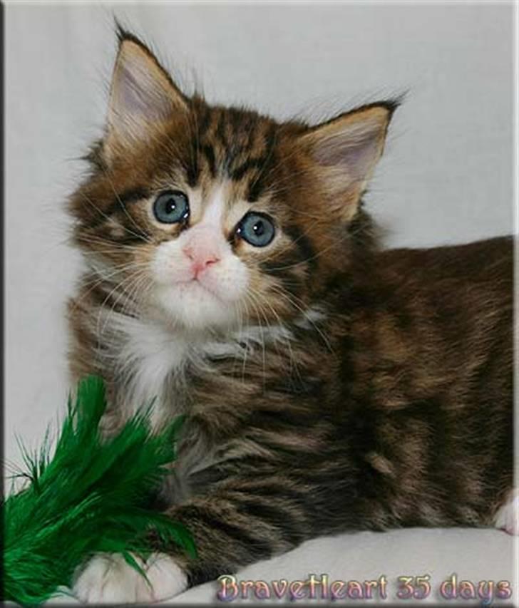 Maine Coon BraveHeart billede 13