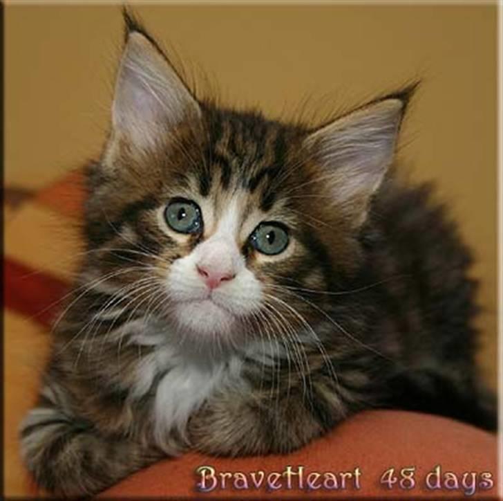 Maine Coon BraveHeart billede 14