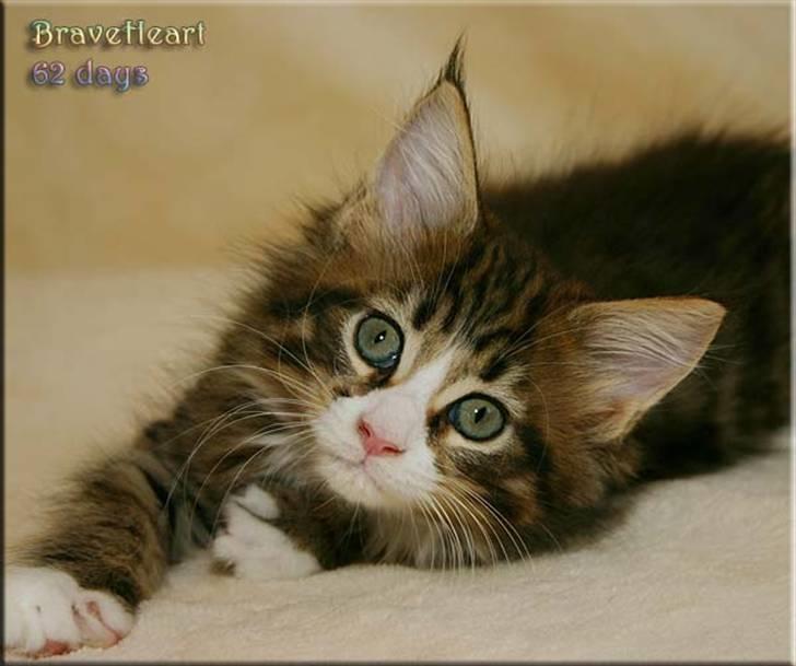 Maine Coon BraveHeart billede 15