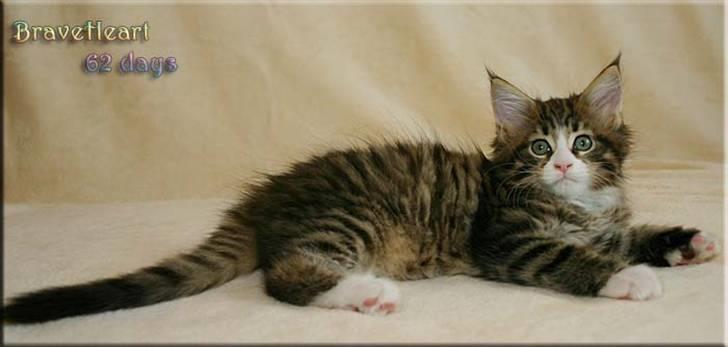 Maine Coon BraveHeart billede 16